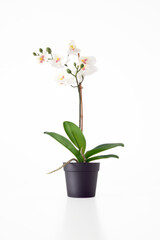 Naklejka na ściany i meble Phalaenopsis amabilis in a pot on white background.