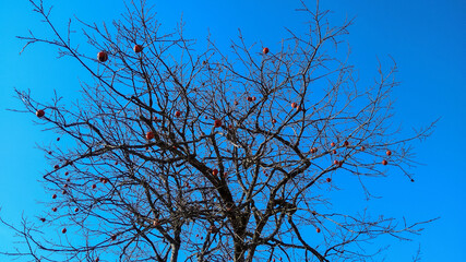 Tree persimmon tree without leaves with fruits on the sky background. Autumn harvest