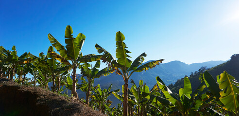 Plantação de bananas na serra da Mantiqueira, Brasil.