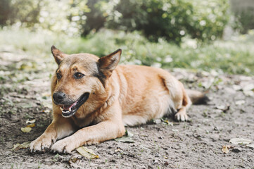 Naklejka na ściany i meble Portrait of a large mongrel dog. The ginger dog is resting in the garden.