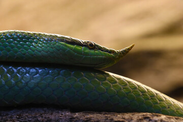 Obraz premium Close-up of a green nosed snake in the park.