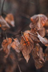 Dry brown autumn leaves on a beige blurred background. Autumn mood and details of nature. Vertical