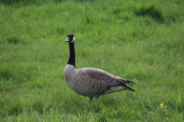 gray greylag goose in a grass field with young