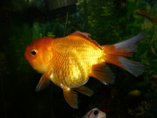 The fish are very beautiful in color swimming in the water tank aquarium, the water is very clear making the beauty of the fish's body very clearly visible