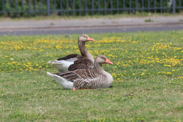 gray greylag goose in a grass field with young
