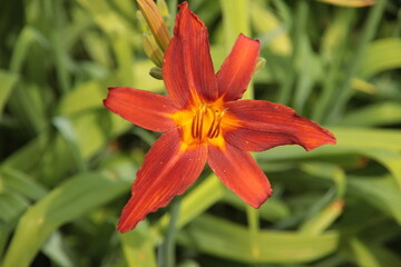 Yellow and red leaves on the flower of lily in public planter
