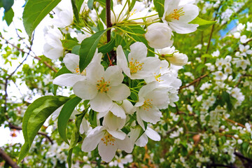 A young flowering branch of an apple or pear tree in the garden in the spring.