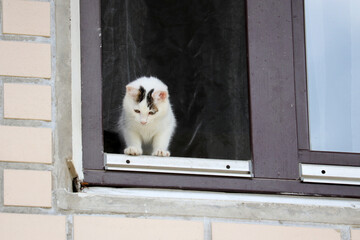White kitten trying to get out of the open window into the street. Dangers for cats left at home alone