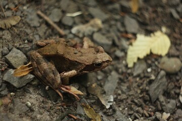lizard on the stone