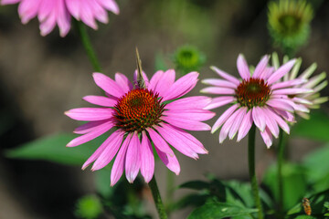 Obraz premium Fields of Echinacea purpurea or eastern purple coneflower in medical garden in 