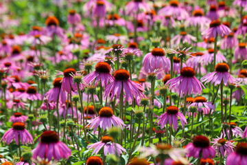 Fields of Echinacea purpurea  or eastern purple coneflower in medical garden in "t Harde