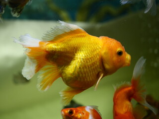 The fish are very beautiful in color swimming in the water tank aquarium, the water is very clear making the beauty of the fish's body very clearly visible