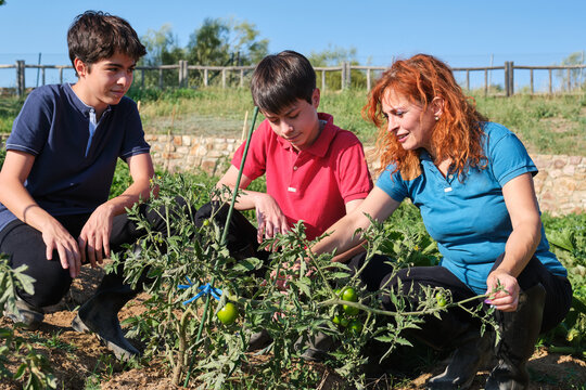 Mother with her sons examining a tomato plant in their garden.
