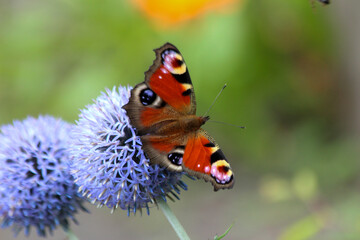 Thistle Echinops Ritro with Peacock Butterfly