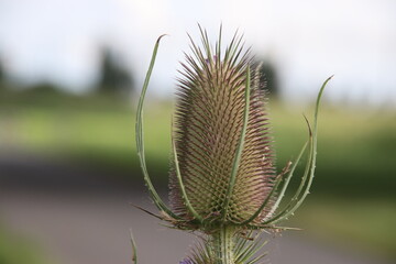 Flower heads of the wild teasel along side of the road