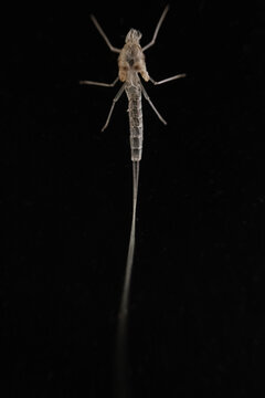 カゲロウ類の亜成虫の脱皮殻（抜け殻）をマクロ撮影