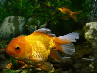 The fish are very beautiful in color swimming in the water tank aquarium, the water is very clear making the beauty of the fish's body very clearly visible
