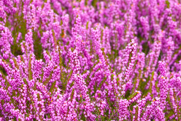 Beautiful perennial flowers bloom in the meadow on a sunny summer day.