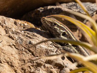 Boettger's lizard, La Gomera