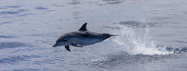 Dolphins swimming, leaping and playing