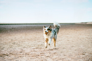 Rennender Australian Shepherd am Strand