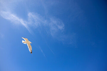 gull approaching and blue sky