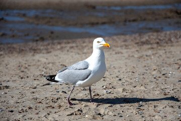 gull on the beach