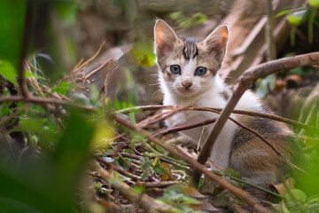small kitten playing outdoor, taken on a natural background 