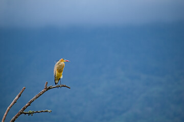 Garza Morena - Colombia 