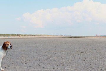 Fototapeta na wymiar Beagle am Strand der Insel Norderney