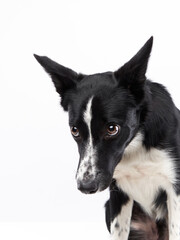 funny crazy dog. smooth-haired black and white Border Collie with curve muzzle