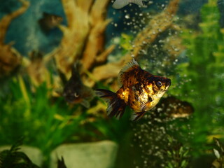 Fototapeta premium The fish are very beautiful in color swimming in the water tank aquarium, the water is very clear making the beauty of the fish's body very clearly visible