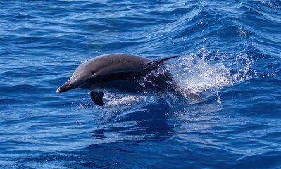 Dolphins swimming, leaping and playing