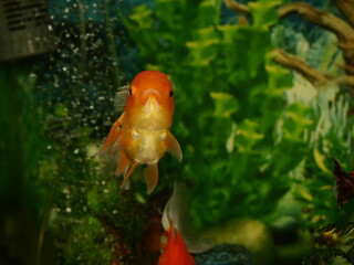 The fish are very beautiful in color swimming in the water tank aquarium, the water is very clear making the beauty of the fish's body very clearly visible