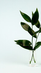 fresh green leaves in a vase on a blue background, laconic photo with a copy of the space, ecology, nature protection