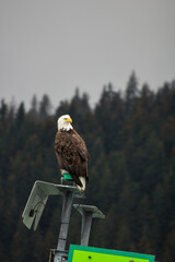 American Pride