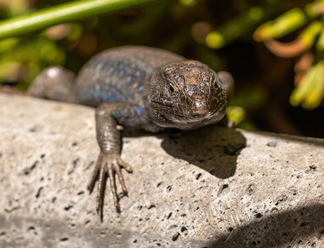 Boettger's lizard, male. La Gomera.