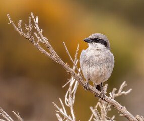 Great Grey Shrike