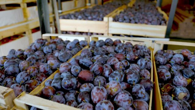 plums in boxes in the warehouse