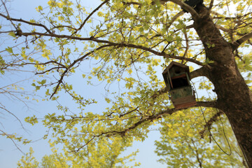 bird house 