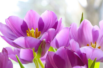 Close-up of purple tulips blooming in the park.