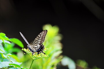 アゲハチョウの舞