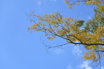 blue sky and yellow leaves 