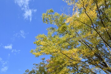 blue sky and yellow leaves 