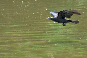 水面を滑空するカラス