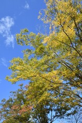 blue sky and yellow leaves 