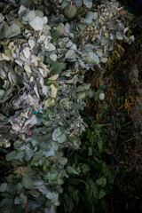 plants for clean
