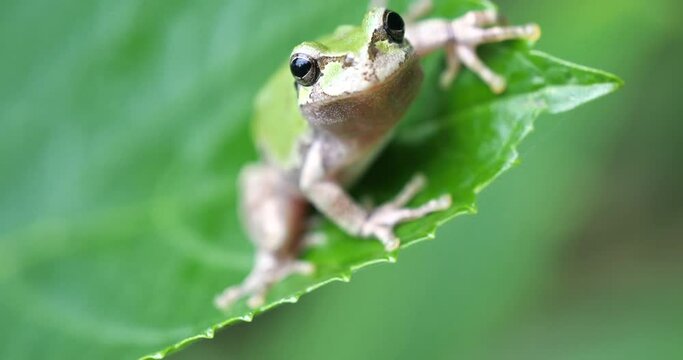 Japanese treefrog on leaf