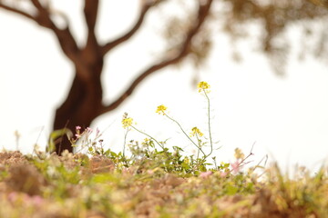 spring flowers in the grass