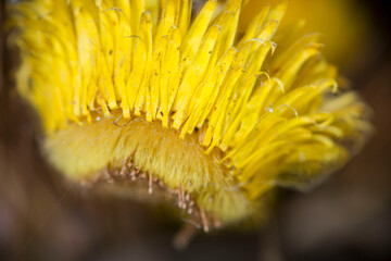 yellow flower macro